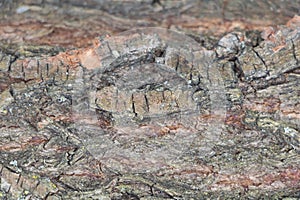 A Tree's Fingerprint: Willow Bark texture close up in Selective Focus