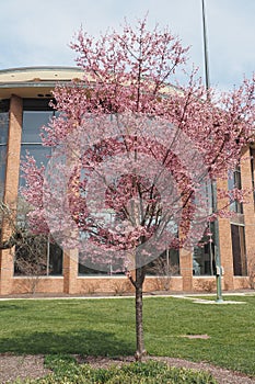 The tree's leaves have changed color before spring officially startred.
