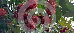 The tree's red rambutan fruit is hanging there.