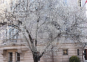 Tree`s Whte Blossom Spectacular Against Stone Building