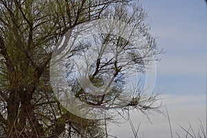 A Tree in Sacramento NWR