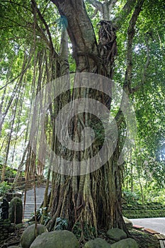 Tree in the Sacred Monkey Forest in Ubud