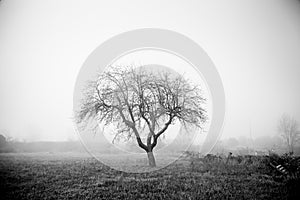 Tree sad fog