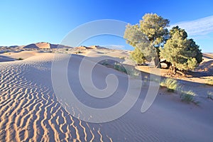 Tree in Sahara desert