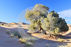 tree in Sahara desert