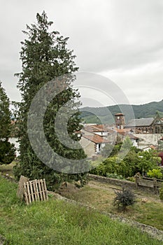 Tree and Saint Jean Pied de Port