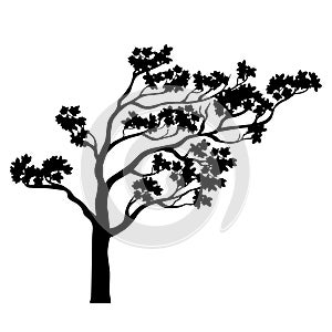 Tree sakura silhouette. Vector illustration.