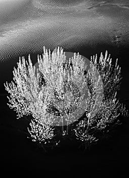 Un árbol arena duna negro blanco 