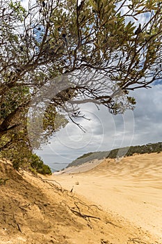 Tree on Sand Dune at Carlo Sand Blow and Rocks of Rainbow Beach, Queensland, Australia