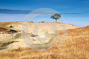 Tree on sand dune in morning sunlight