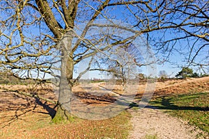 Tree at a sand path through the sand dunes of Drents Friese Wold