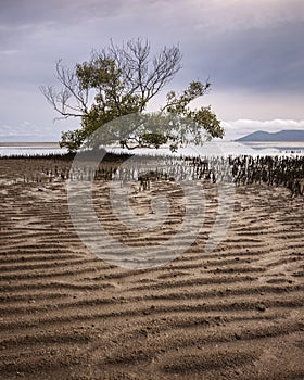 Tree and sand patterns at low tide on Bushland Beach in Townsville