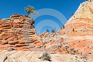 Tree in the sandstone, Zion National Park, Utah