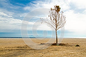 Tree on a sandy beach on the shore of Saronic Gulf in Athens, Gr