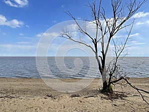A tree on the sandy shore of Lake Khanka in clear autumn day. Russia, Primorsky Krai photo