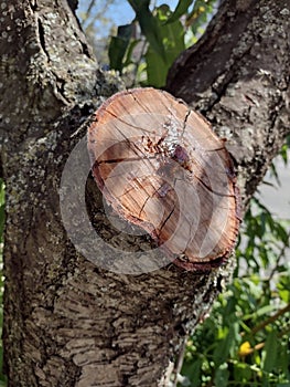 Tree Sap From A Freshly Cut Branch, Tree Rings