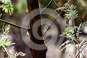 Tree sap on tree trunk.