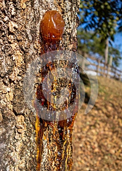 Tree sap in the trunk. Photo of the trunk of a tree from which sap is coming out in large quantities.