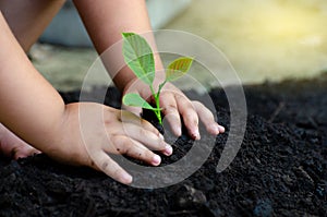 Tree sapling Baby Hand On the dark ground the concept implanted children consciousness into the environment photo