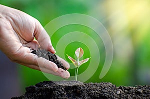 Tree sapling hand planting sprout in soil with sunset close up male hand planting young tree over green background