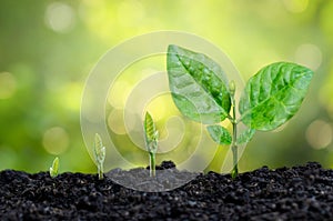 Tree sapling hand planting sprout in soil with sunset close up male hand planting young tree over green background