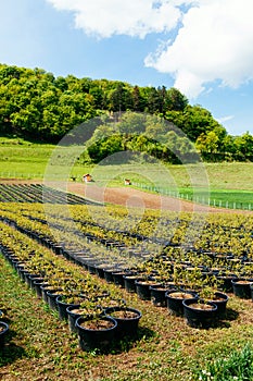 Tree saplings at farm