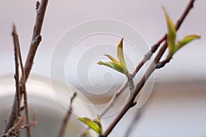 Tree Saplings Growing in Mason Jar Close up on Leaves