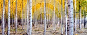 Tree Saturated Fall Season Yellow Panoramic Pic