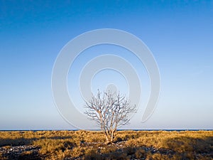 A TREE IN SAVANA