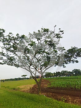 Tree Savana