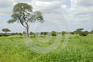 Tree in Savana