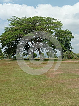 Tree in savana under the sky