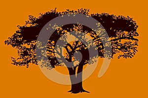 Tree in savanna