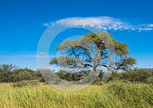 Tree in savannah, classic african landscape