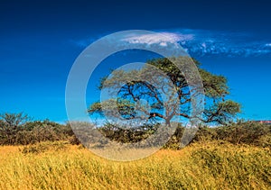 Tree in savannah, classic african landscape