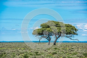 Tree in savannah, classic african landscape image