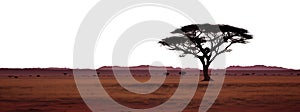 tree in the Savannah. isolated transparent PNG file. Botswana, and South Africa.