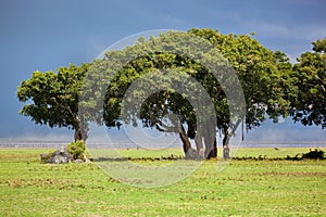 Tree on savannah. Ngorongoro, Tanzania, Africa