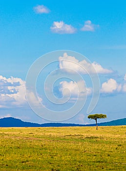 Tree in savannah, typical african landscape