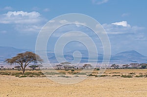 Tree in savannah, typical african landscape