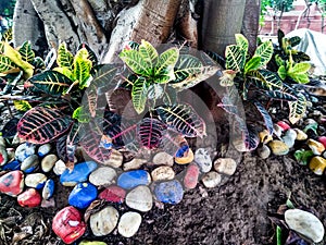 Tree saved by Rocks