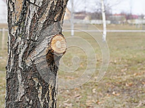 Tree with a sawed-off branch on blurred background of a public park