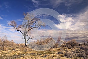 Tree among saxaul