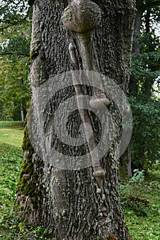 tree with scars in the bark