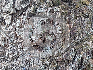 Tree scars