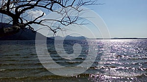 Tree and sea