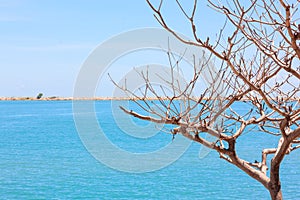 The tree and the sea blue sky background.