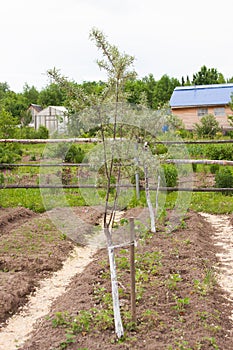 The tree of sea-buckthorn grows