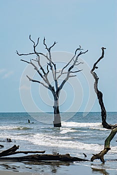 Tree in the sea off Boneyard Beach