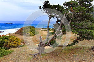 Tree sea shore the wind storm rocky curved trunk sky blue